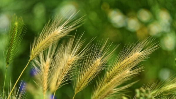 Grasaren vormen ook dit jaar weer een gevaar voor je hond.